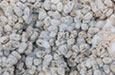 Cottonseed
