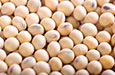 Soy